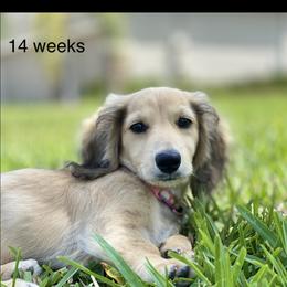Dachshund Puppies from Meadow Ridge Dachshunds