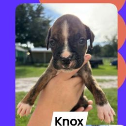 Knox - Brindle male Boxer puppy in Lutz, Florida from Brooklyn's Boxer's