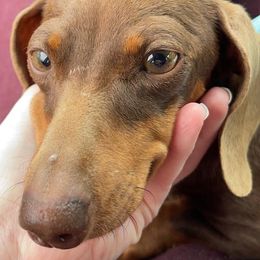 Dachshunds from Bonnie and Clyde Dachshunds