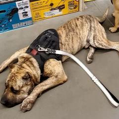 Perro de Presa Canarios from Born Legends Presa, LLC