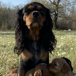 Cavapoos from Wright cavapoos