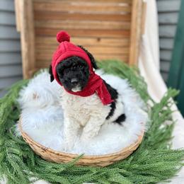 Snowdrop - Black and white female Bernedoodle puppy in Buda, Illinois from Hamilton Farm Doodles