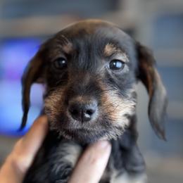 Schnoxie Boy - Black and tan male Companion Cross puppy in Twin Falls, Idaho from Sheri Lauritsen