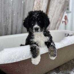 Bernedoodle Puppies from Veterinarian Raised Bernedoodles