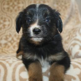 Brew - Black tri male Miniature Australian Shepherd puppy in Licking, Missouri from Burnett Aussies