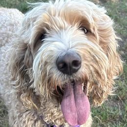 Goldendoodles from Doodles and Chaos