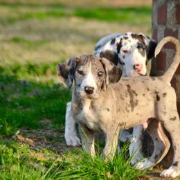 Merle male - Merle male Great Dane puppy in Golconda, Illinois from Breken Great Danes