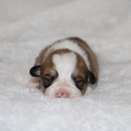 Cider - Sable male Pembroke Welsh Corgi puppy in Paradise, Texas from Corgis in Paradise