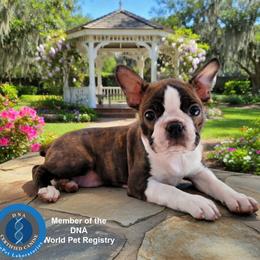 Boston Terrier Puppies from Our Gang Bostons