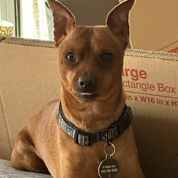 Percy - Miniature Pinscher
