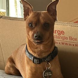 Percy - Miniature Pinscher