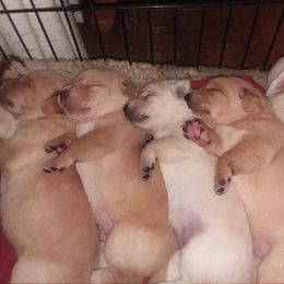 Labrador Retriever Puppies from Smith River Retrievers