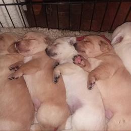 Labrador Retriever Puppies from Smith River Retrievers