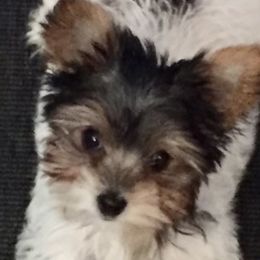 Biewer Terriers, Miniature Schnauzers, Morkies, and Yorkshire Terriers from Blue Ridge Mountain Puppies