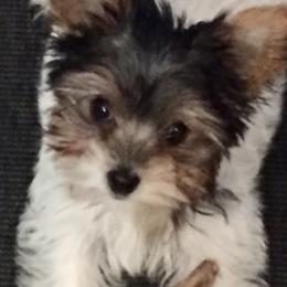 Biewer Terriers, Miniature Schnauzers, Morkies, and Yorkshire Terriers from Blue Ridge Mountain Puppies