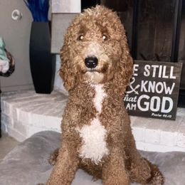 Maverick - Goldendoodle