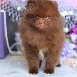AKC Chip - Chocolate male Pomeranian puppy in Sacramento, California from My Precious Poms