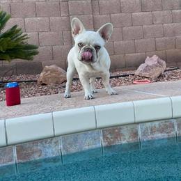 French Bulldog All Grown Up from Az Frenchies