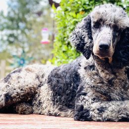 Goldendoodles and Poodles from Colorful Creations Doodles and Poodles