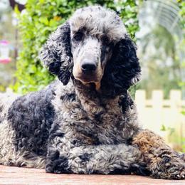 Goldendoodles and Poodles from Colorful Creations Doodles and Poodles