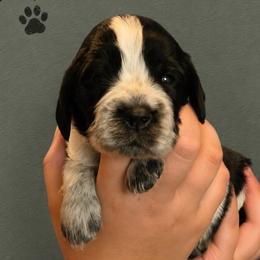 Captain - Black and white male English Springer Spaniel puppy in Fort White, Florida from Thunderbird Springers