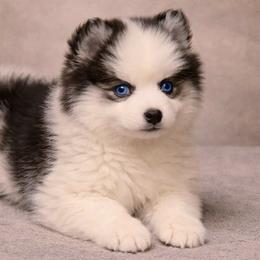 Delilah - White female Pomsky puppy in Amarillo, Texas from Pom Pom Pomskies