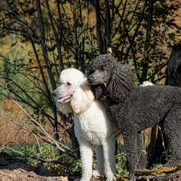 Poodle All Grown Up from Starfleet Poodles