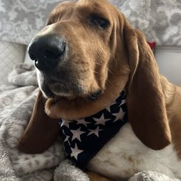 Riley - Basset Hound