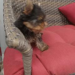 Boy 1 Scooter - Yorkshire Terrier puppy in Lutz, Florida from Pam Gatrell's Yorkshire Terriers
