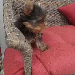 Boy 1 Scooter - Yorkshire Terrier puppy in Lutz, Florida from Pam Gatrell's Yorkshire Terriers