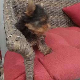 Boy 1 Scooter - Yorkshire Terrier puppy in Lutz, Florida from Pam Gatrell's Yorkshire Terriers