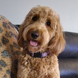 Goldendoodles from Channys Doodles