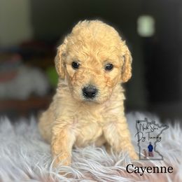 Cayenne - Goldendoodle puppy from North Star Dog Training
