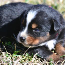 Girl 1 - female Miniature Australian Shepherd puppy in Gravette, Arkansas from DiamondR Mini Aussies @ DiamondR Farm & Kennel