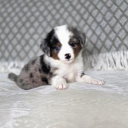 Almond - Blue merle male Miniature Australian Shepherd puppy in Killen, Alabama from Wilkers Wholehearted Mini Aussies