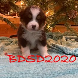 Australian Shepherds from Tomahawk Australian Shepherds
