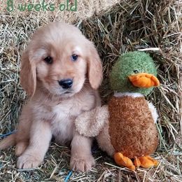 Golden Retrievers from Allison Wilding