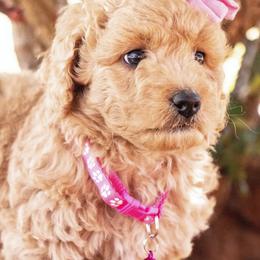 Aussiedoodle and Goldendoodle Puppies from Ever After Doodles Arizona