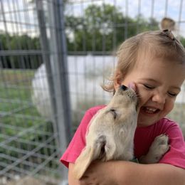 Labrador Retriever All Grown Up from On Point Labradors