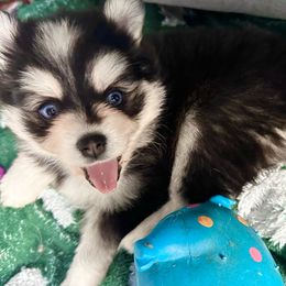 Pomsky Puppies from BittyPomsky
