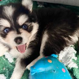 Pomsky Puppies from BittyPomsky