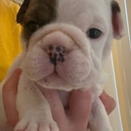 Bulldogs from Delaney Baker's English Bulldogs