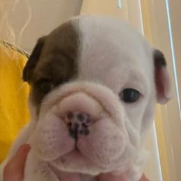 Bulldogs from Delaney Baker's English Bulldogs