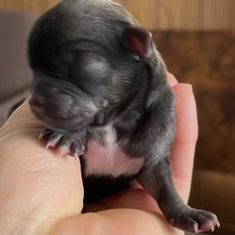 Sue - Black sabled fawn female Chihuahua puppy in Westport, New York from Chantilly chihuahuas