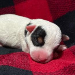Shoulder Guard Boy - Tri-color male Jack Russell Terrier puppy in Yakima County, Washington from Saddle Rock Kennels