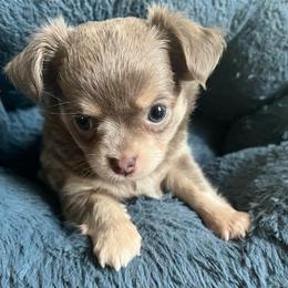 Jelly - Blue and tan female Chihuahua puppy in Coweta, Oklahoma from Green Country Chihuahuas