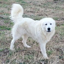 Maggie - Great Pyrenees