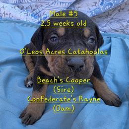 MALE - 5 - Black male Catahoula Leopard Dog puppy in Perry, Florida from O'Leos' Acres Catahoulas