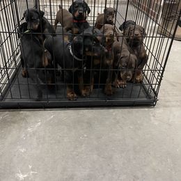 Dachshund and Doberman Pinscher Puppies from Cornerstone Dobermans and Dachshunds