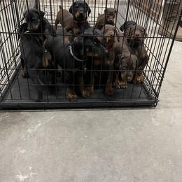 Dachshund and Doberman Pinscher Puppies from Cornerstone Dobermans and Dachshunds